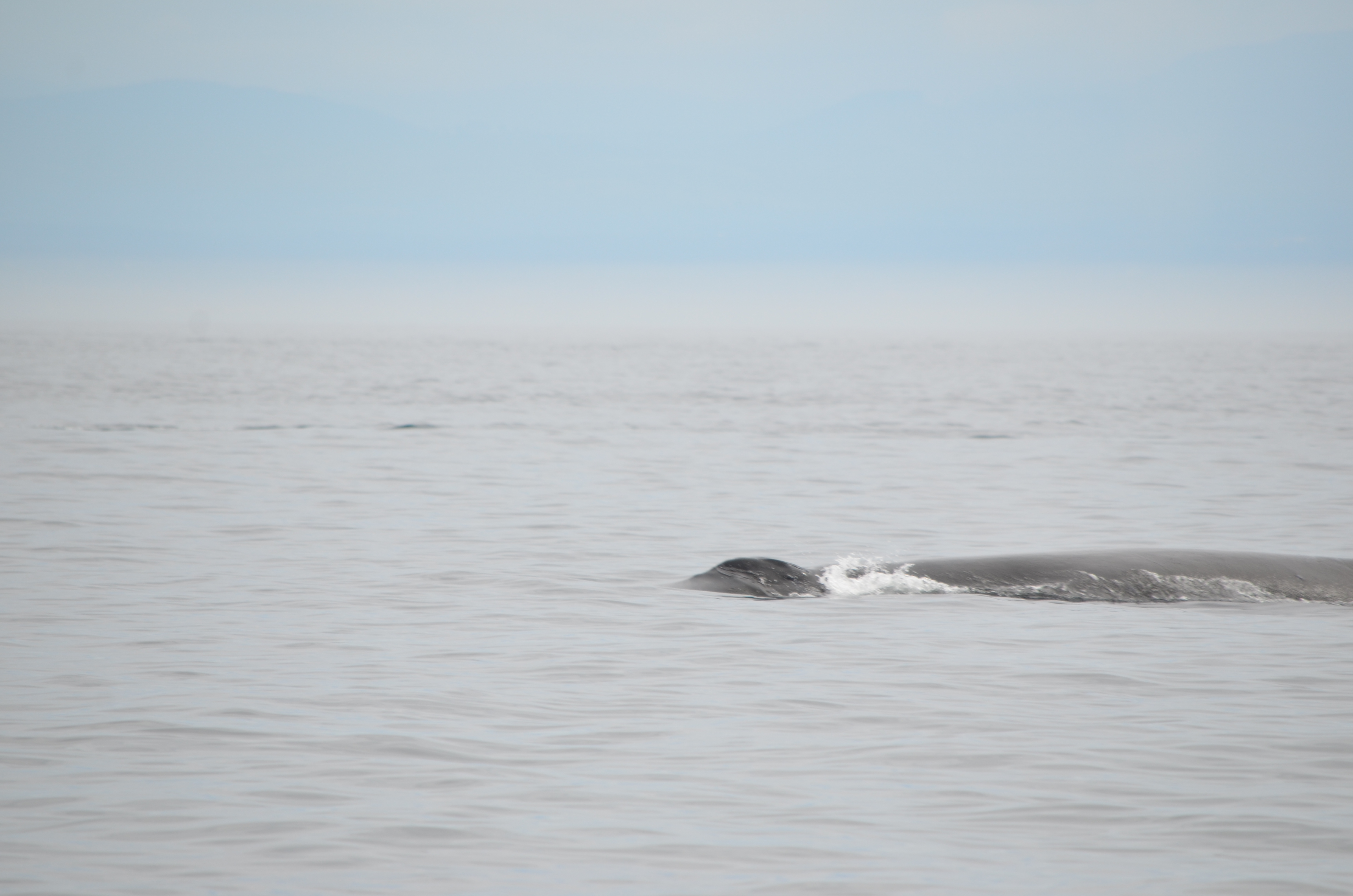 photos/wildlife/Mammal_Species/Humpback Whale/DSC_0139.JPG